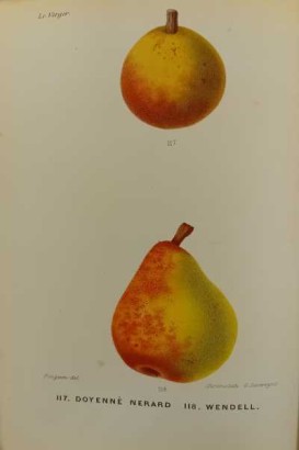 Le Verger ou histoire, culture et description avec planches coloriées des variétés de fruits les plus généralement connues. Tome II: Poires d'été