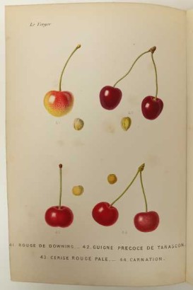 Le Verger ou histoire, culture et description avec planches coloriées des variétés de fruits les plus généralement connues. Tome VIII: Cerises et Abricots