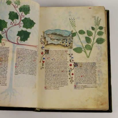 Bibliothèque Historia Plantarum Casanatense
