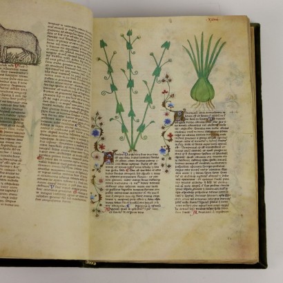 Historia Plantarum Casanatense-Bibliothek