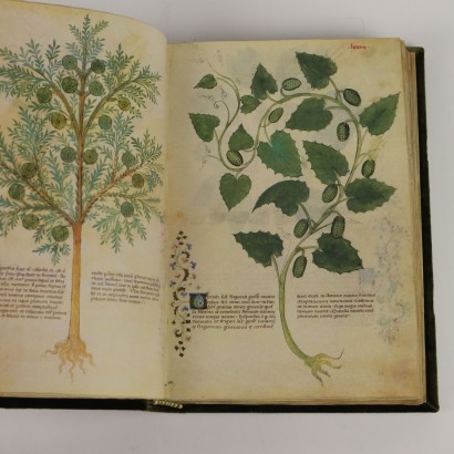 Historia Plantarum Casanatense-Bibliothek