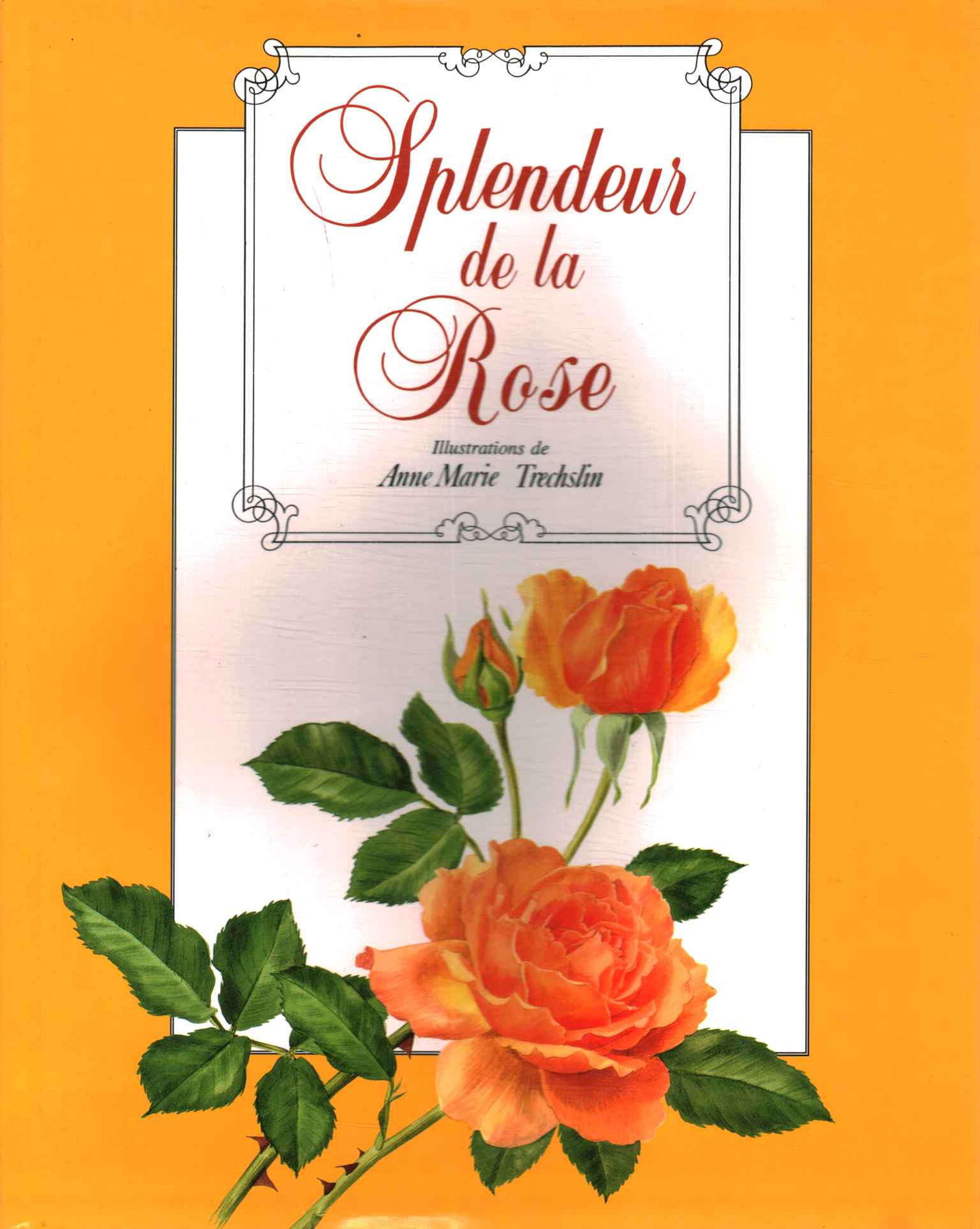 Esplendor de la rosa