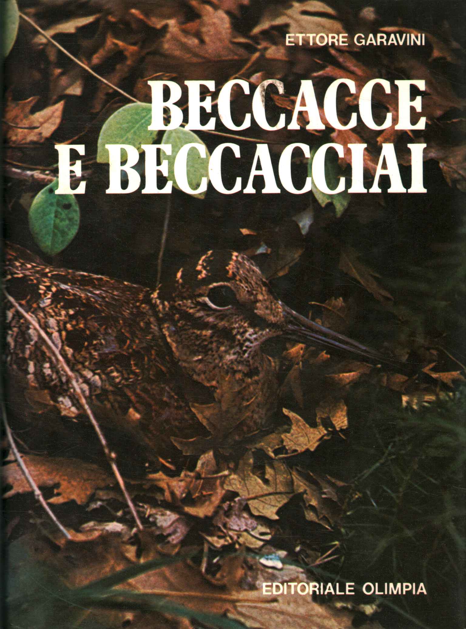 Bécasses et bécasses